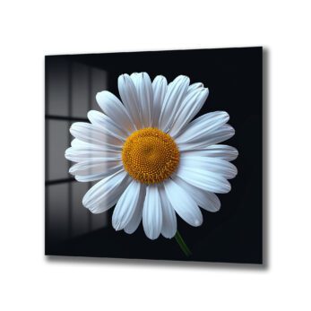 Beyaz Papatya Zarafeti Cam Tablo - Minimalist Çiçek Sanatı - Glazella Beyaz Papatya Zarafeti Cam Tablo - Minimalist Çiçek Sanatı - Glazella