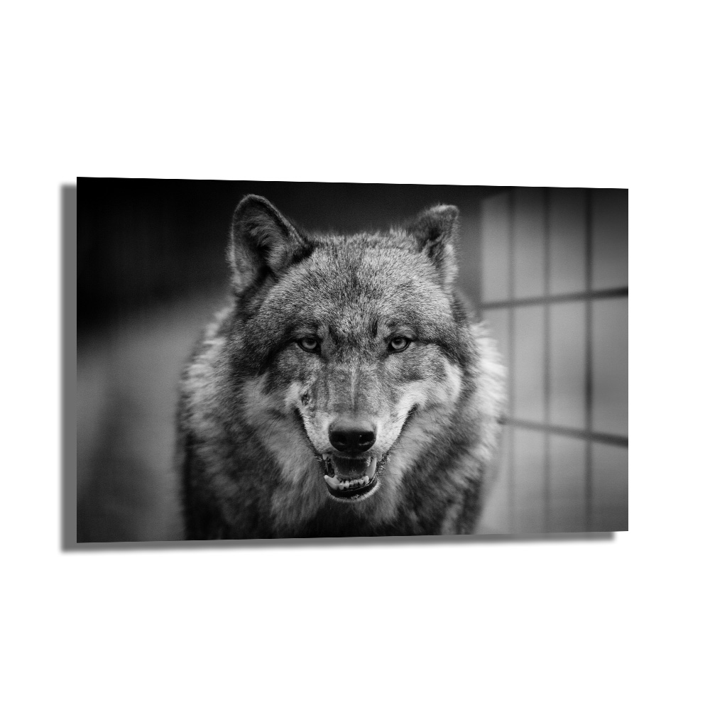 Vahşi Ruh: Siyah Beyaz Kurt Portresi Temperli Cam Tablo Duvar Dekoru Vahşi Ruh: Siyah Beyaz Kurt Portresi Temperli Cam Tablo, asil bir kurdun derin bakışlarını yansıtan, modern siyah beyaz temperli cam duvar dekorasyonu.