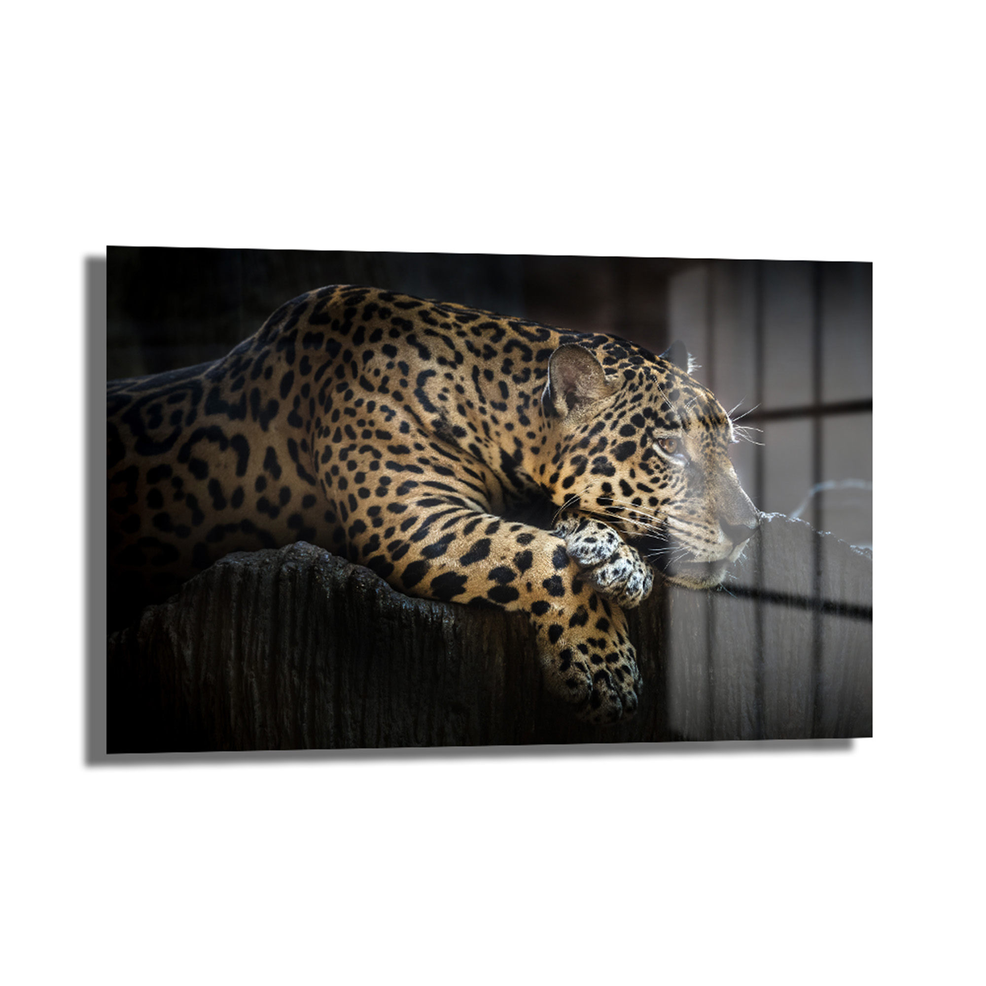 Asil Ruh: Jaguarın Derin Bakışı Dekoratif Cam Tablo Duvar Dekoru Asil Ruh: Jaguarın Derin Bakışı Dekoratif Cam Tablo, vahşi bir jaguarın derin bakışını ve benekli kürkünü gösteren, koyu ve dramatik bir arka plana sahip, parlak temperli cam üzerine basılmış modern bir duvar sanatı.