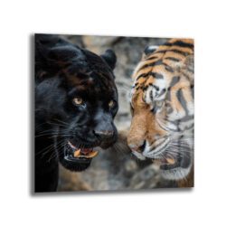 Siyah Panter ve Kaplan Karşılaşması Temperli Cam Tablo Duvar Dekoru Bir tarafında siyah bir panterin, diğer tarafında kaplanın yüzlerinin birbirine çok yakın, ağızları hafif açık ve dişleri görünen, yoğun bir bakışla karşı karşıya geldiği güçlü bir cam tablo.