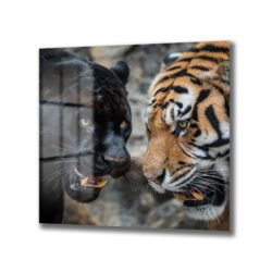 Siyah Panter ve Kaplan Karşılaşması Temperli Cam Tablo Duvar Dekoru Siyah Panter ve Kaplan Karşılaşması Temperli Cam Tablo