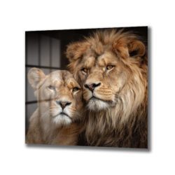 Görkemli Aslan Çifti Cam Tablo: Safari Ruhu Evine Taşınsın