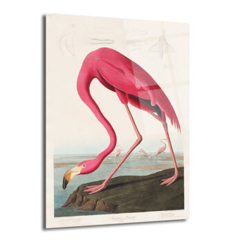 Amerikan Flamingosu Cam Tablo - Pembe Zarafet - Glazella